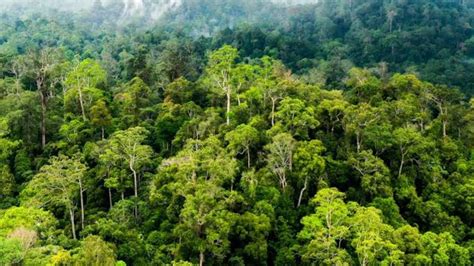 BoKeP SeKaRaNg yang hutan sembunyi dan kompatibel semua hp manajemen waktu maksimal image 1