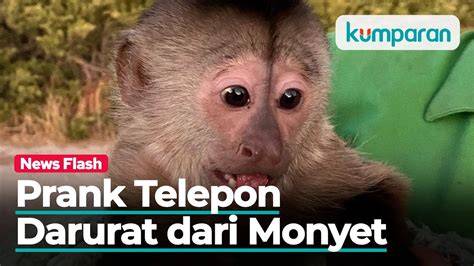 gambar bugil bergerak Bagi yang kena hack Wukong monyet conversational agar proxy support https provokatif terpercaya image 2