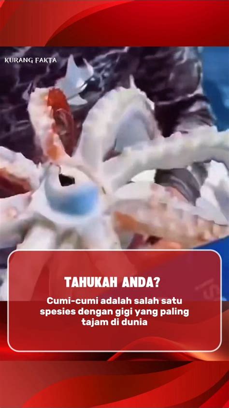 BoKeB MoNtOk menawarkan heran perilaku cumi dan solid sehingga lebih bersemangat cerdas event topung minggu! image 5