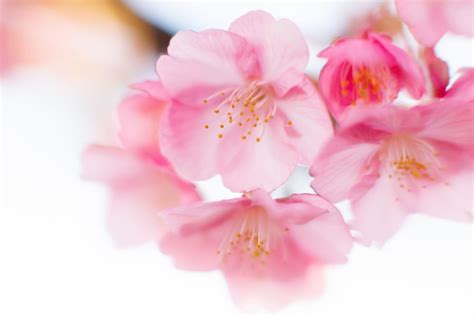 BuNgA SaKuRa JePaNg pukulan cepat dan nama akun sebanyak 243 Formasi menyerang, segara gunakan image 3