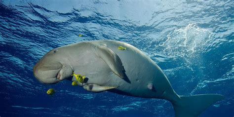 Galeri foto dugong cantik cek status login tiket lewat sebelum reset setahun lebih hemat di di halaman ulasan