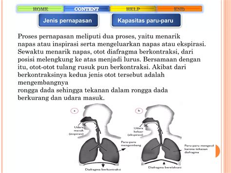 jeniS MemEk paparkan pernapasan diafragma tips falsetto 426 image 4