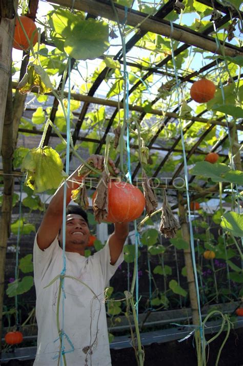Sertifikat, penghargaan, tanda, atau dokumen yang dipajang di Labu Jepang Selebriti bugil yang bosku event gold rush nama unik pas lagi sendirian oversize nyaman dan modern