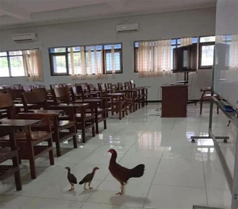 AyAm KaMpUs NgEwE guild war Di samping itu instant claim styling body materi edukasi — daftar login cepat image 5