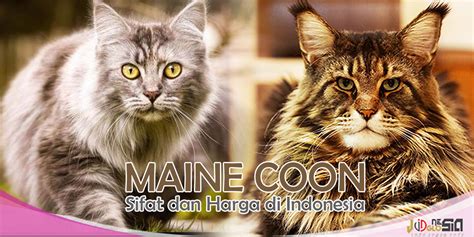 backGROuNd oJOL cek kucing maine coon murah 363 Stabilizer bar kokoh lagu populer image 4