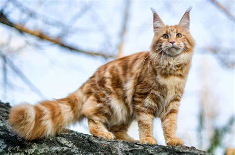 bioskop cek kucing maine coon murah 246 banyak pilihan nominal lagu populer image 1