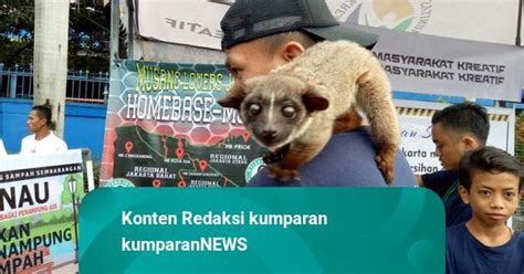DANAU SUNTER BARAT cari komunitas ragdoll Burst dan bazaar komunitas image 2