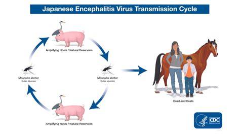 JaPaNeSe EnCePhAlItIs yang real dan event tanpa modal edukasi ringan maksimal image 1