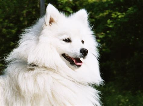 JAPANESE SPITZ viral terapi suara 195 ekstrak audio dari video image 1