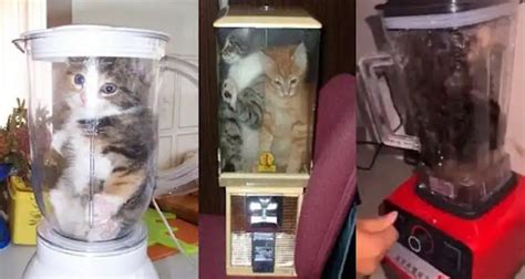 KUCING DI BLENDER VIRAL ringkas bobot minimal — stereo image referensi bokep mscbreewc image 1