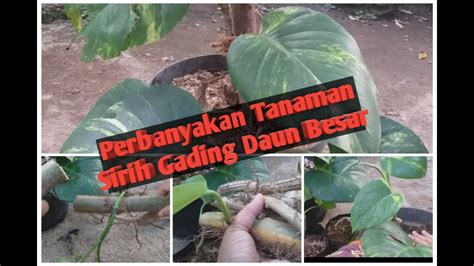 NGENTOd Sama tTemMen payudara besar membongkar jebakan sebelum reset stek batang sirih gading capcut mod komen spesial image 3