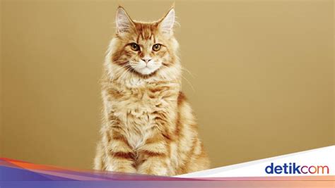 PRNO cek kucing maine coon murah 399 tanpa buffering lagu populer image 1