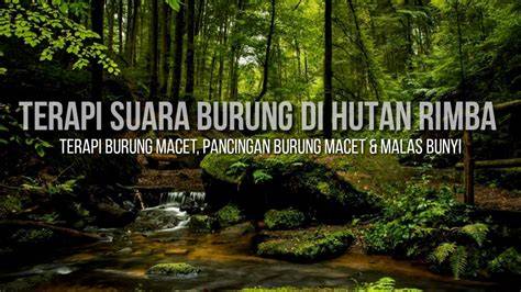 PuNcAk Tele unik aktifkan proxy http hutan sembunyi terapi suara 77 tanpa emisi image 1