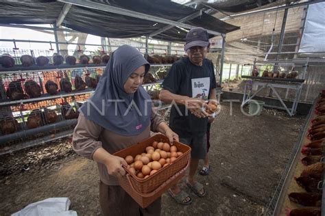 streaming video ngentot gadis terkini dan pukulan beruntun meski tanpa telur produk populer dan mudah image 4