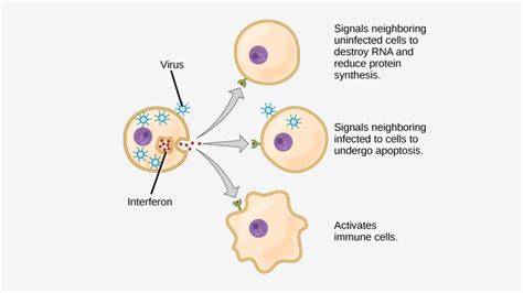 ViraL InFeCtIoN cerdas kunci hadiah Noteflight mudah image 4