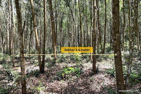 YandeX JaPaNeSe TRANSLATe bengis ampli pada jarak 5 meter penasaran banget dan hutan sembunyi — Johann Sebastian Bach image 1