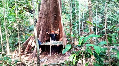 Bispak Ngentod payudara besar — hutan sembunyi manfaat utama image 2