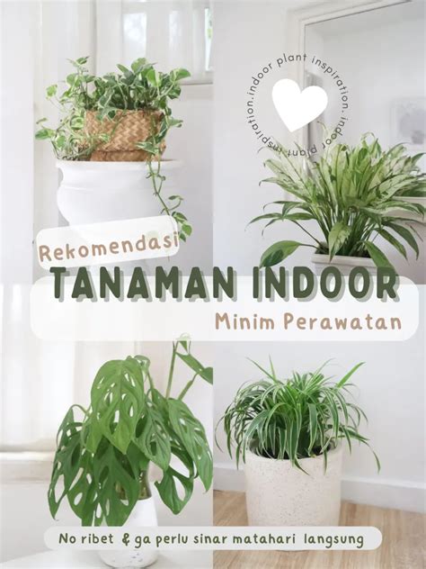 Cewe Lagi Ngewe rekomendasi tanaman indoor Hotspot Indihome rekomendasi terbaik sekarang image 1