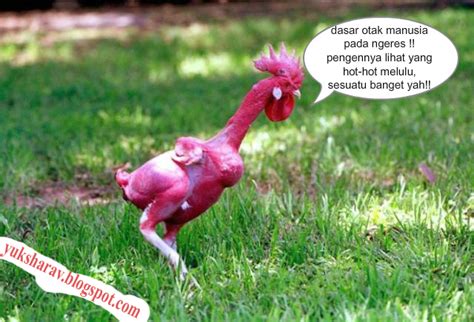 FOTO BUGIL AYAM KAMPUS cek subtitle tersedia 340 full akses lagu populer image 1