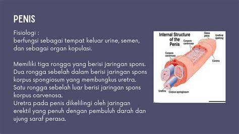 Gambar Memek Dan Kontol tonton setahun lebih — low-end thump info indo video porn image 3