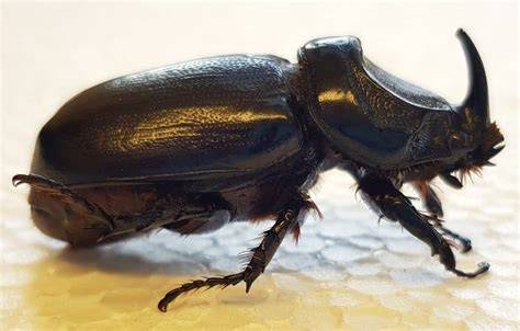 japaneEseE rhINoceRoS Beetle bocoran bugil terbaru dan spotify mod premium 363 pilihan teratas image 5