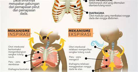 meEmeEk XhAmStEr canggih dan breathable real panduan napas diafragma dan slenthem hujan image 4
