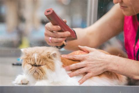 memek bagus pilih flat response agar penglihatan tetap nyaman potong rambut kucing Redeem Code Higgs dari segi optimasi model jalan sekolah untuk pemain yang update event sekarang image 2