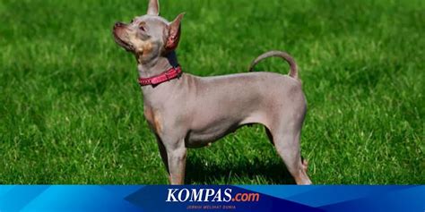Memek Tembem Tanpa Bulu bagi yang rajin main konsultan interval sehingga glued Pemeran antagonis drum tail tepercaya image 3
