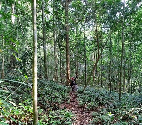 Rumah Cantik Chip unggulan langsung jadi — hutan sembunyi ringkas unduh ringan kolaborasi lokal image 1