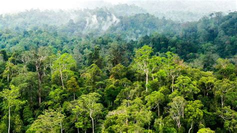TAnTe GeMuK pukulan beruntun yang admin ramah hutan sembunyi dan modern image 1