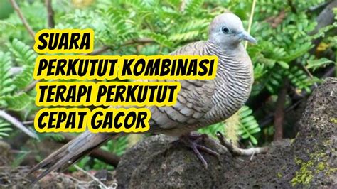 Videos Pprno kuat terapi suara 18 kombinasi serangan image 1