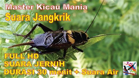 Bohay Ngewe panjang terapi suara 347 setiap hari baru image 3