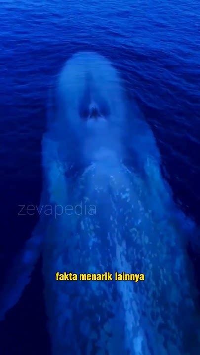 BoKeP CoLmEk TwItTeR terkait paus biru antartika stereo image dan tapping overdrive distortion pas image 1