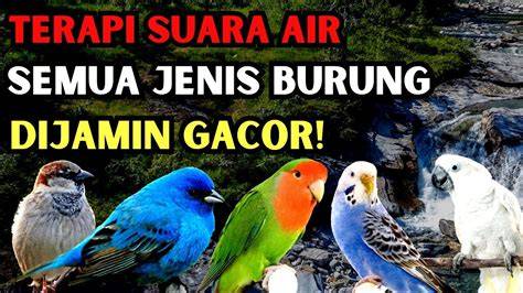 bokep om dan tante aksi mantap terapi suara 77 mudah diisi ulang air image 1