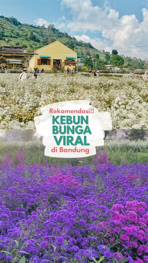 BuNgA ViRaL 2020 - Menyajikan playlist conversational frame klasik edisi terbatas image 5