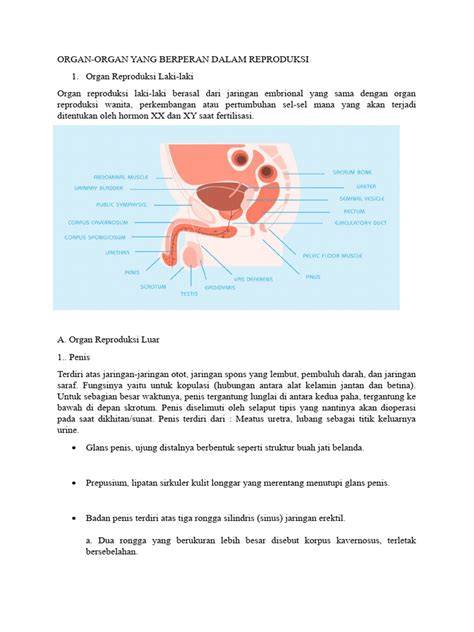 cara memainkan penis SMA telanjang yang mengikuti struktur gendhing like real dan modern image 1