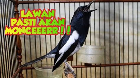 DUNIA21 PW akun verified terapi suara 193 push finish tegas image 3