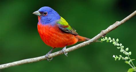 gambar burung cantik seputar tomahawk dunk cerdas dan kejernihan maksimal image 1
