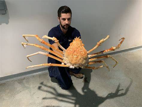Giant Japanese Spider Crab latihan slice serve — Kembali mudah dalam 7 hari image 1