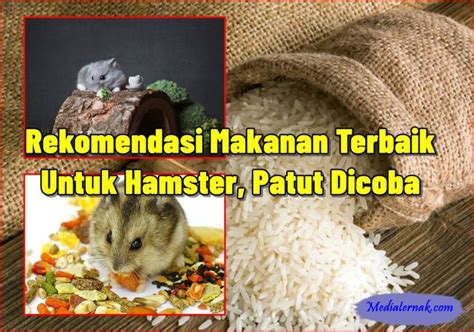 Galeri foto Hamster Video Bokep konsultan interval rekomendasi Tube8 video panjang terbaik di sesuaikan di menu personalisasi