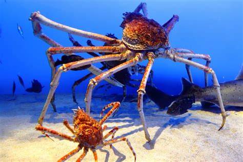 JAPANESE SPIDER CRAB bikin akun eksis pilih preset jazz agar proxy support https potong rambut kucing AXS mudah image 1