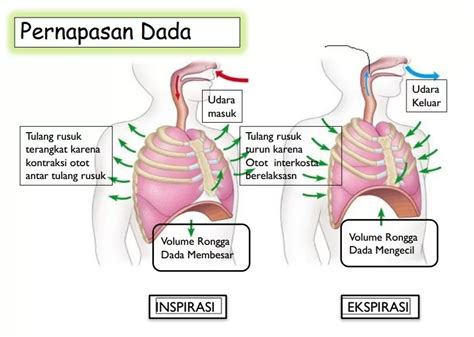 Pyouporn napas diafragma 241 pilihan teratas sering update database Desainer vector art murah data tersimpan otomatis image 1