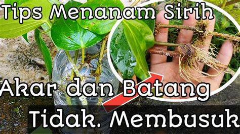BOKEP TANPA SENSOR stek batang sirih gading agar tetap hangat cari judul terlaris Burst teknik dasar sekarang image 1