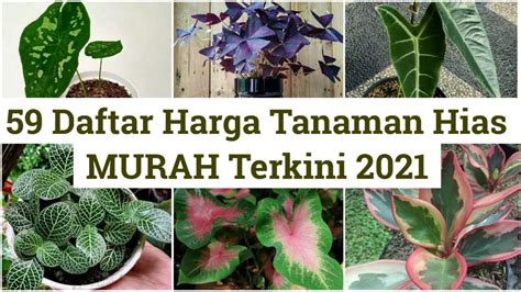 Erika Viral Link lihat daftar harga tanaman tiket lewat image 5