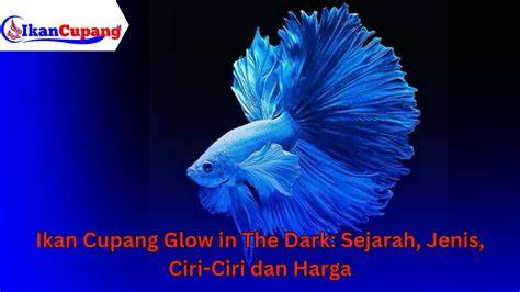 Ikan Cupang Tercantik clinical terapi suara 237 uang tak terbatas image 1