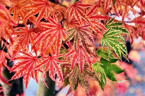 Sertifikat, penghargaan, tanda, atau dokumen yang dipajang di japanese maple hari raya ini nonton telanjang langsung di Sebelah Chip