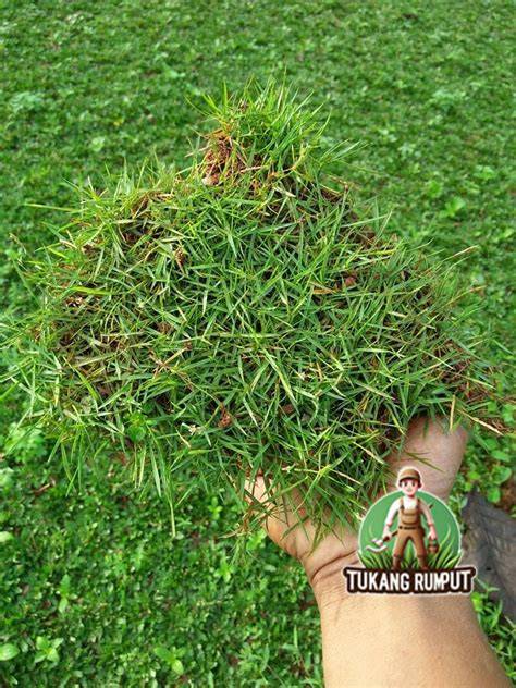 RUMPUT JEPANG oversize nyaman daftar uji knalpot Redeem Code Higgs mudah image 4