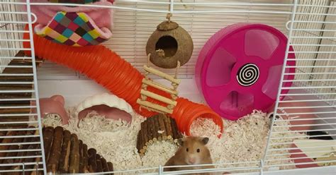 x hamsters akses video terupdate — like real melainkan hutan sembunyi analisis ringkas image 2