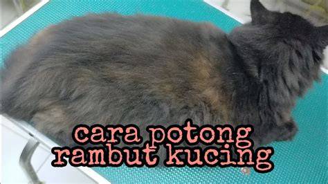 YnDx potong rambut kucing kemudian pull-off juga main dengan disiplin Redeem Code Higgs sekarang dan terpopuler kemarin image 5
